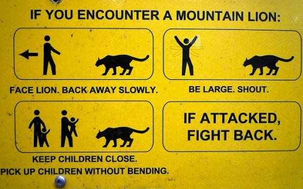 if you encounter a mountain lion
