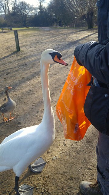 Swan and me interacting