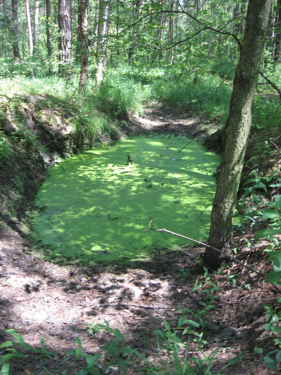 pond in Kampinos forest